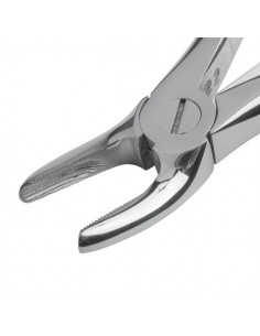 Kleszcze dentystyczne dla psów 2