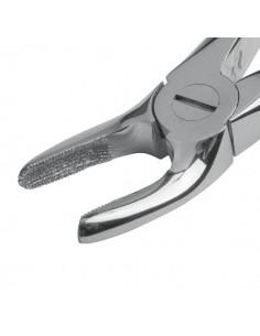 Kleszcze dentystyczne dla psów 2