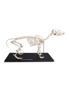 Szkielet Psa