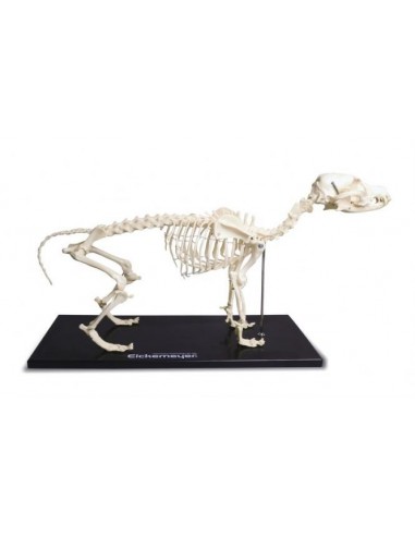 Szkielet Psa