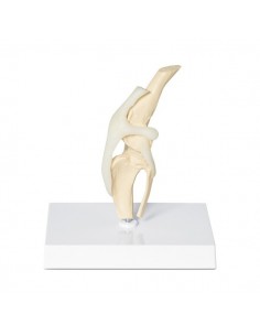 Model kostny kolana psa