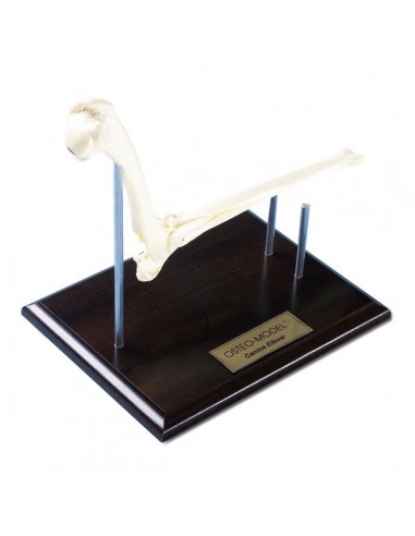 Model kostny łokcia psa