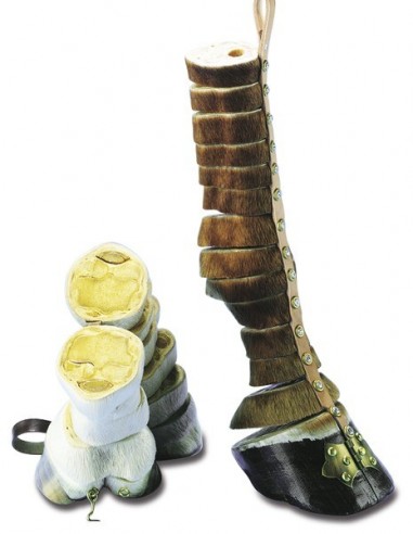 Model nogi konia, szkoleniowy