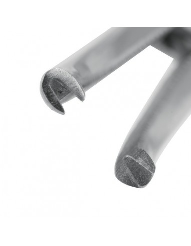 Kleszczyki naczyniowe...