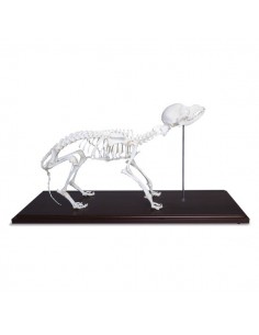 Szkielet psa - prawdziwe kości