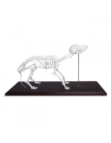 Szkielet psa - prawdziwe kości