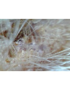 Weterynaryjny otoskop WiFi 2