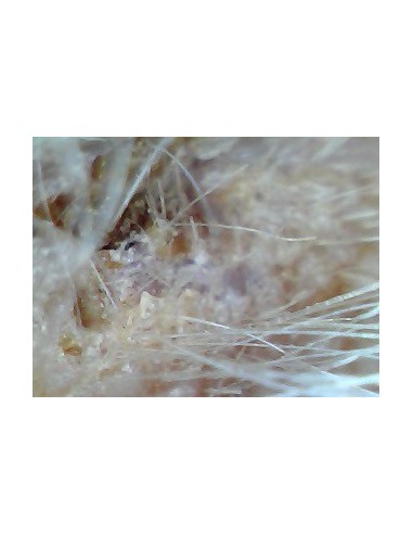 Weterynaryjny otoskop WiFi