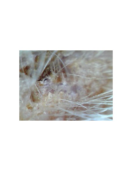 Weterynaryjny otoskop WiFi