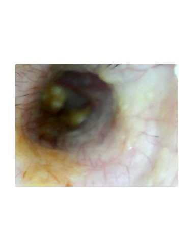 Weterynaryjny otoskop WiFi