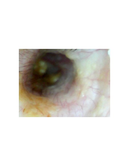 Weterynaryjny otoskop WiFi