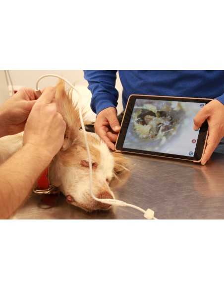 Weterynaryjny otoskop WiFi