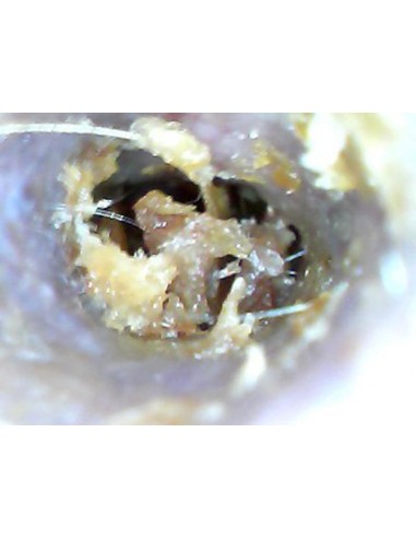 Weterynaryjny otoskop WiFi