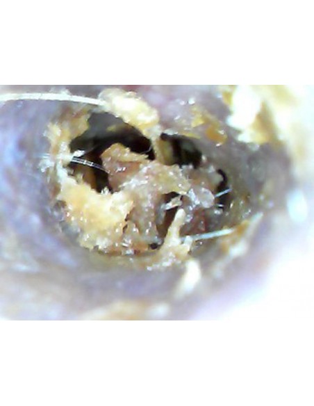 Weterynaryjny otoskop WiFi